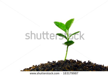 Growing Stock Plants