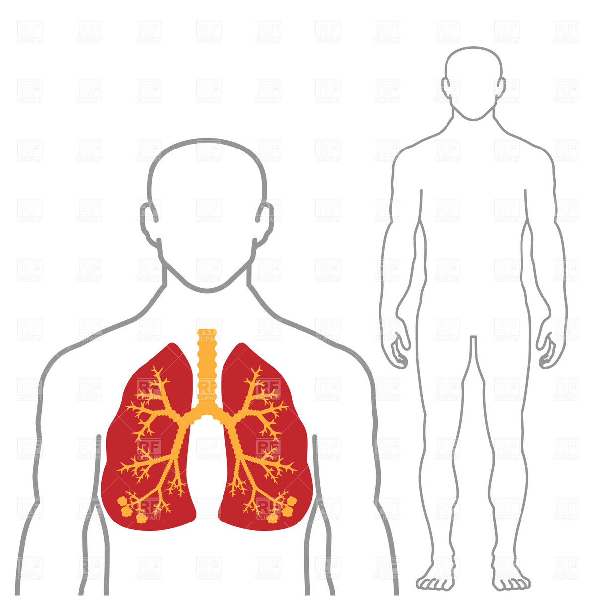 Human Body Lungs Clip Art