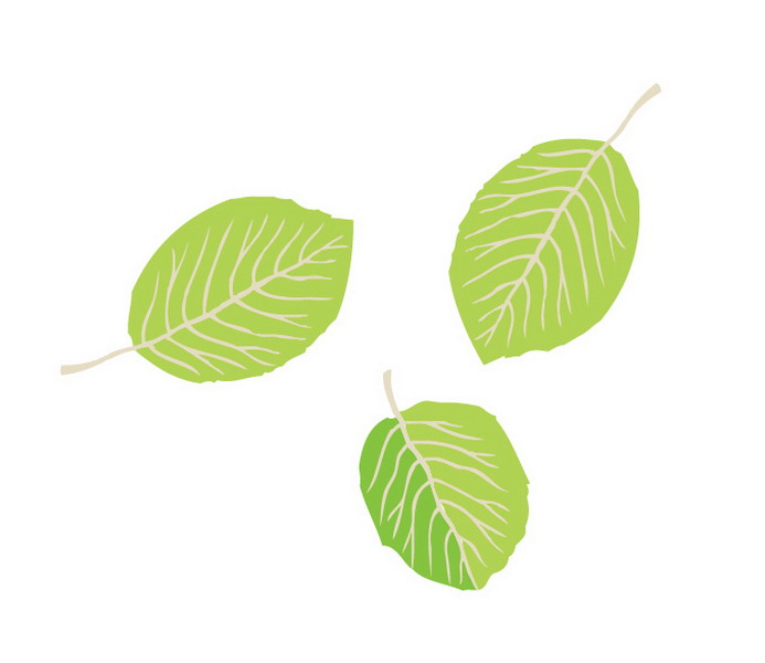 Leaves Vector Simple