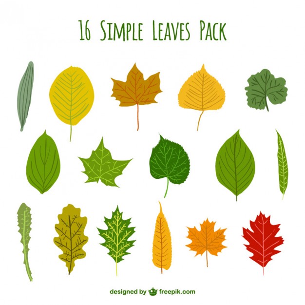 Leaves Vector Simple