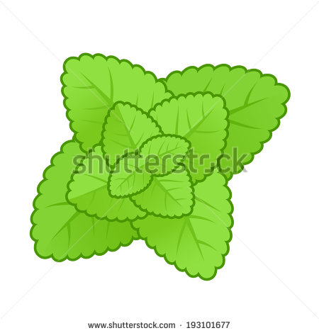 Mint Leaf Illustration