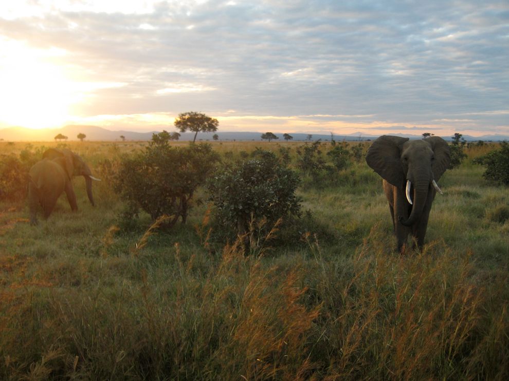 National Geographic Tanzania