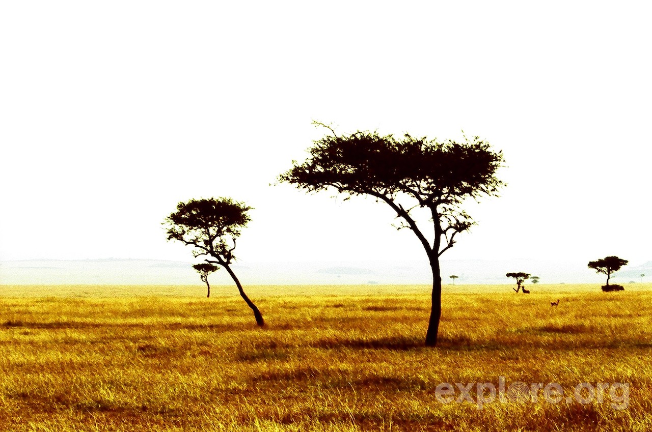 National Park Serengeti Tanzania Safari