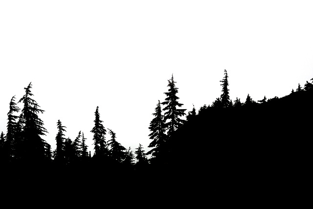 Pine Tree Line Silhouette