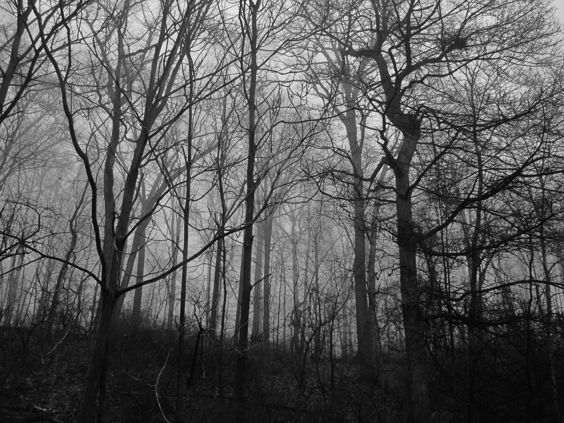 Scary Woods at Night Scary Woods at Night