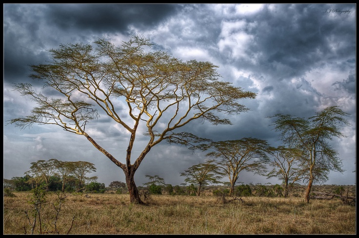 Tanzania Landscape