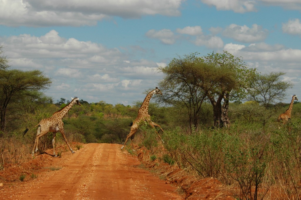 Tanzania Landscape