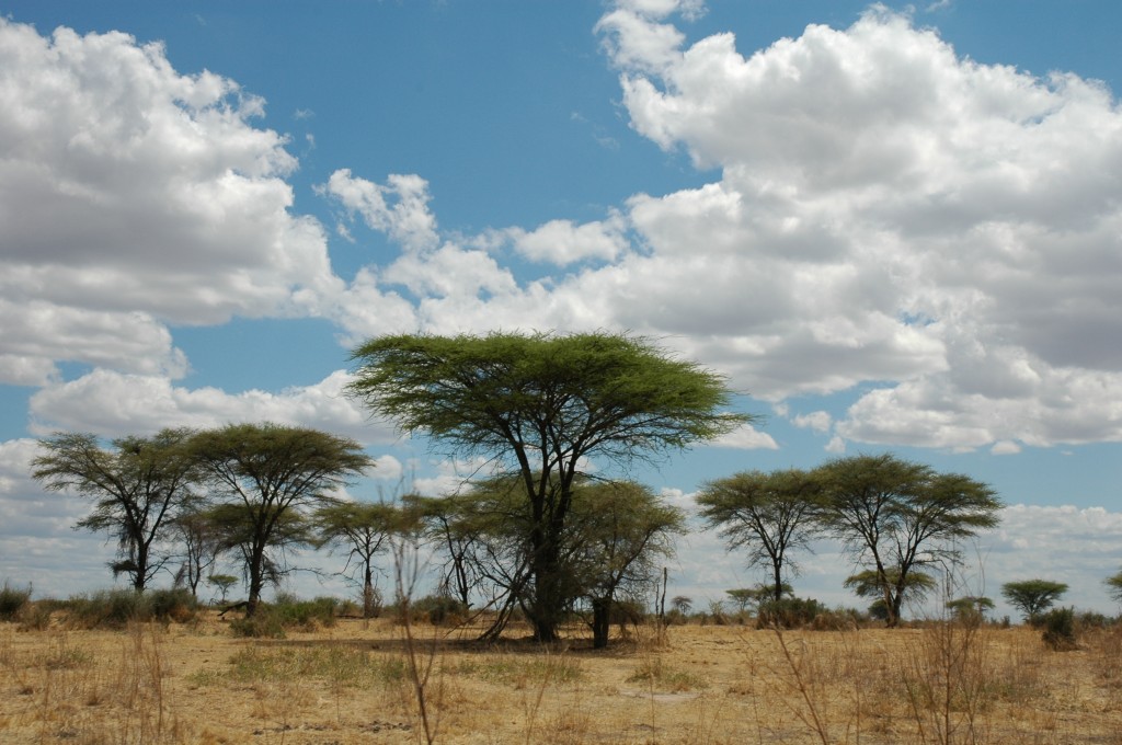 Tanzania Landscape