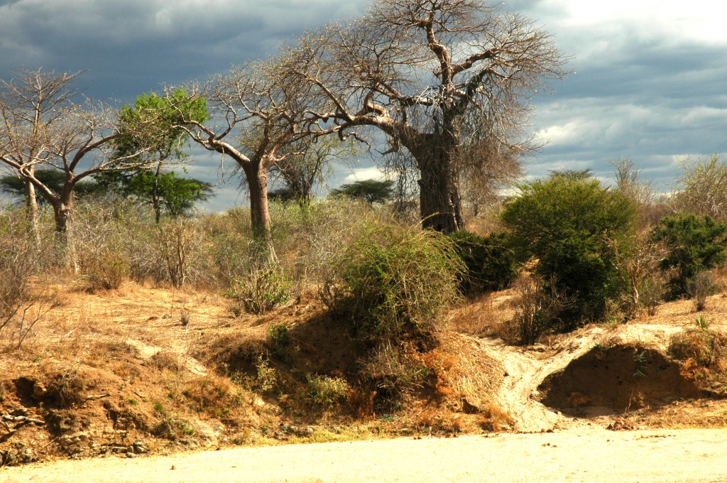 Tanzania Landscape