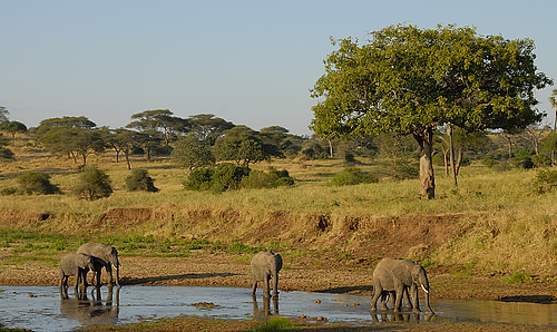 Tanzania Landscape