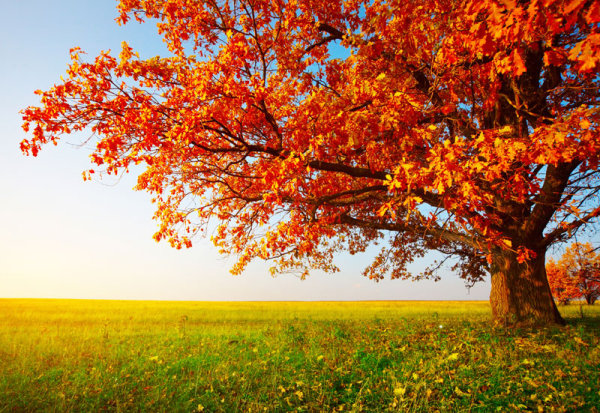 Beautiful Fall Trees Scenery