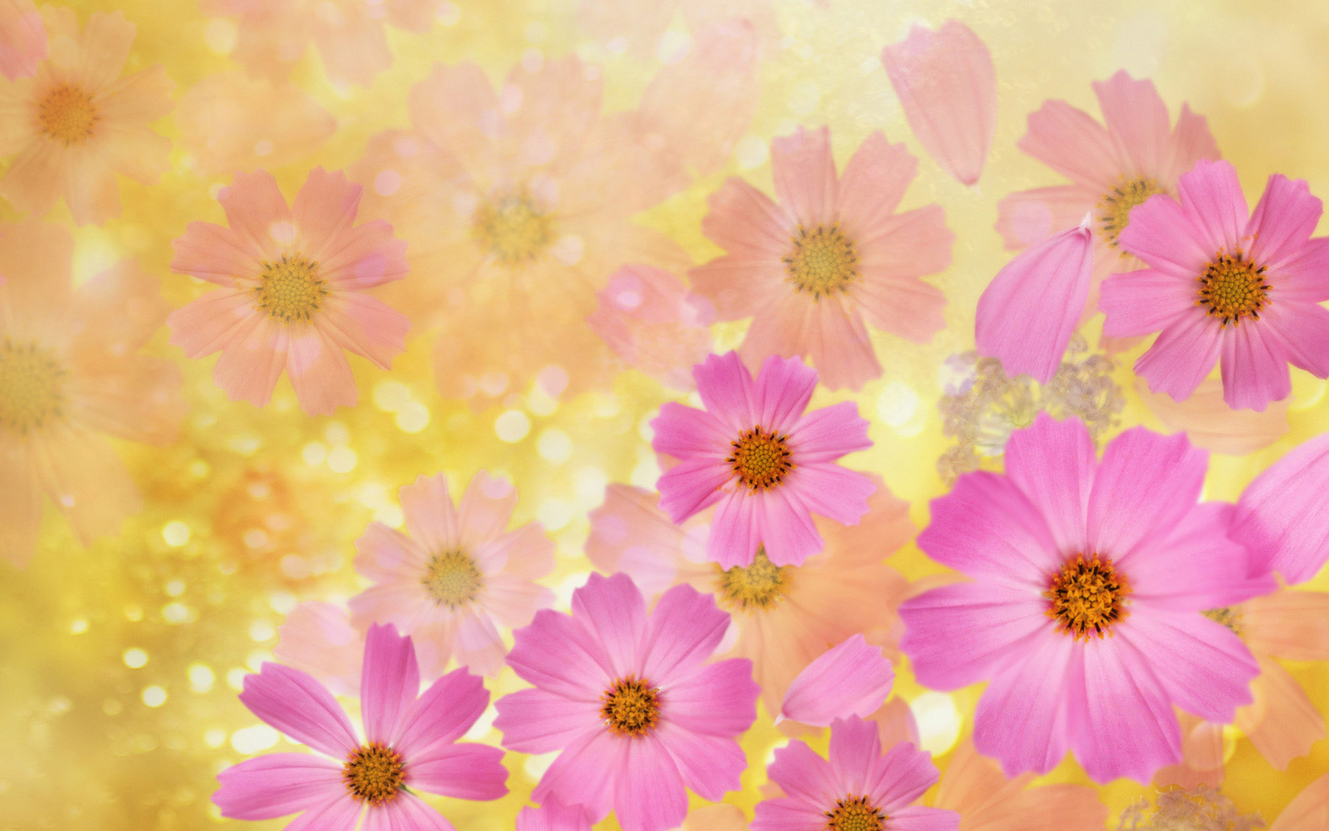 Beautiful Spring Flowers Desktop