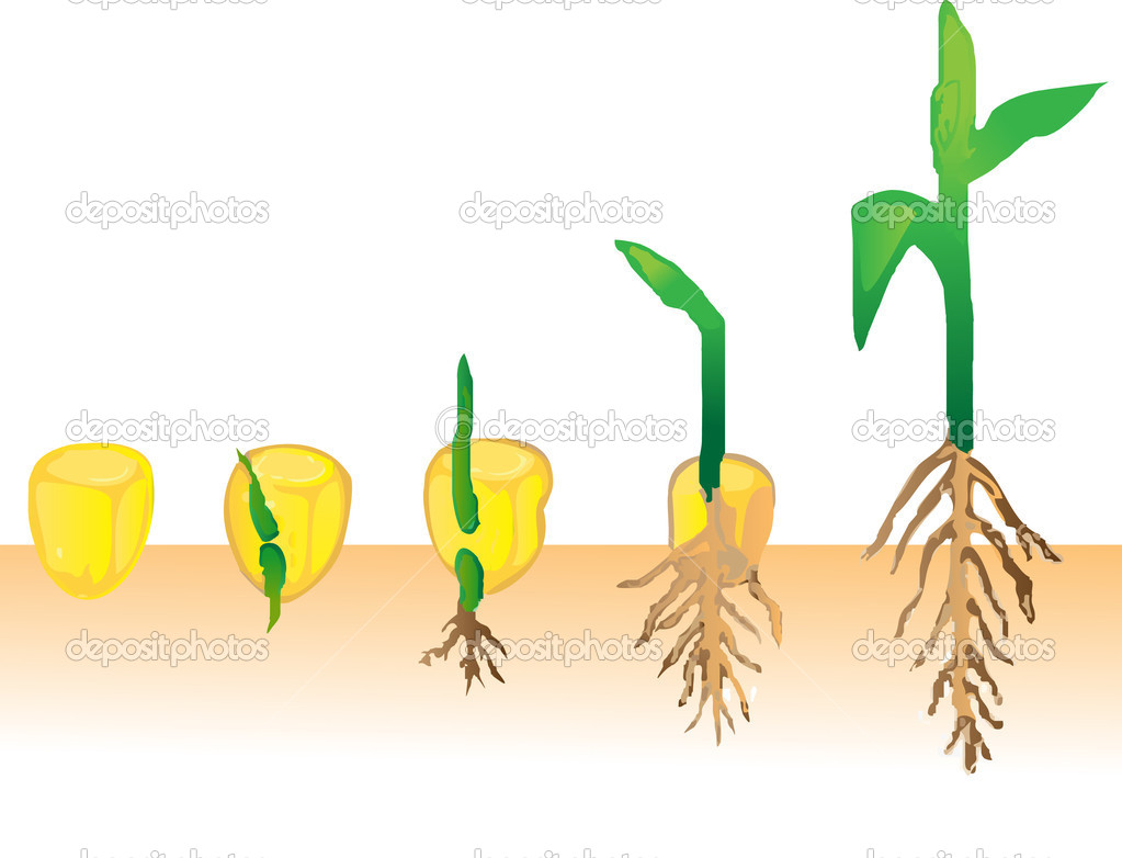 Corn Seed Germination Corn Seed Germination