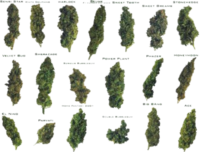 Different Types of Weed Marijuana