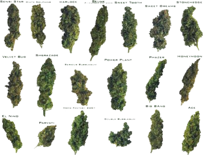 Different Types of Weed Marijuana Different Types of Weed Marijuana
