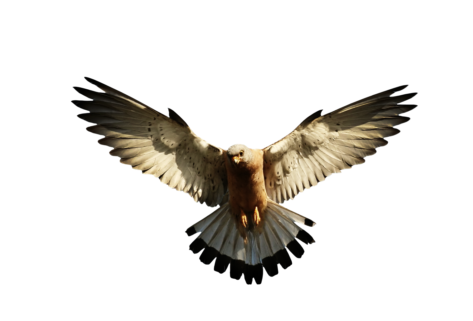Eagle Wings Design Eagle Wings Design