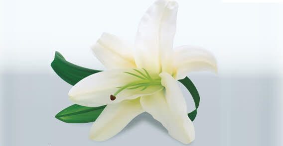 Easter Lily Flower Vector