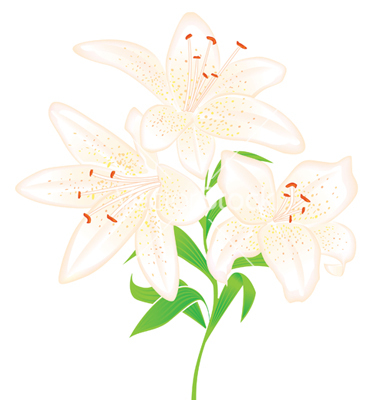 Easter Lily Vector Art