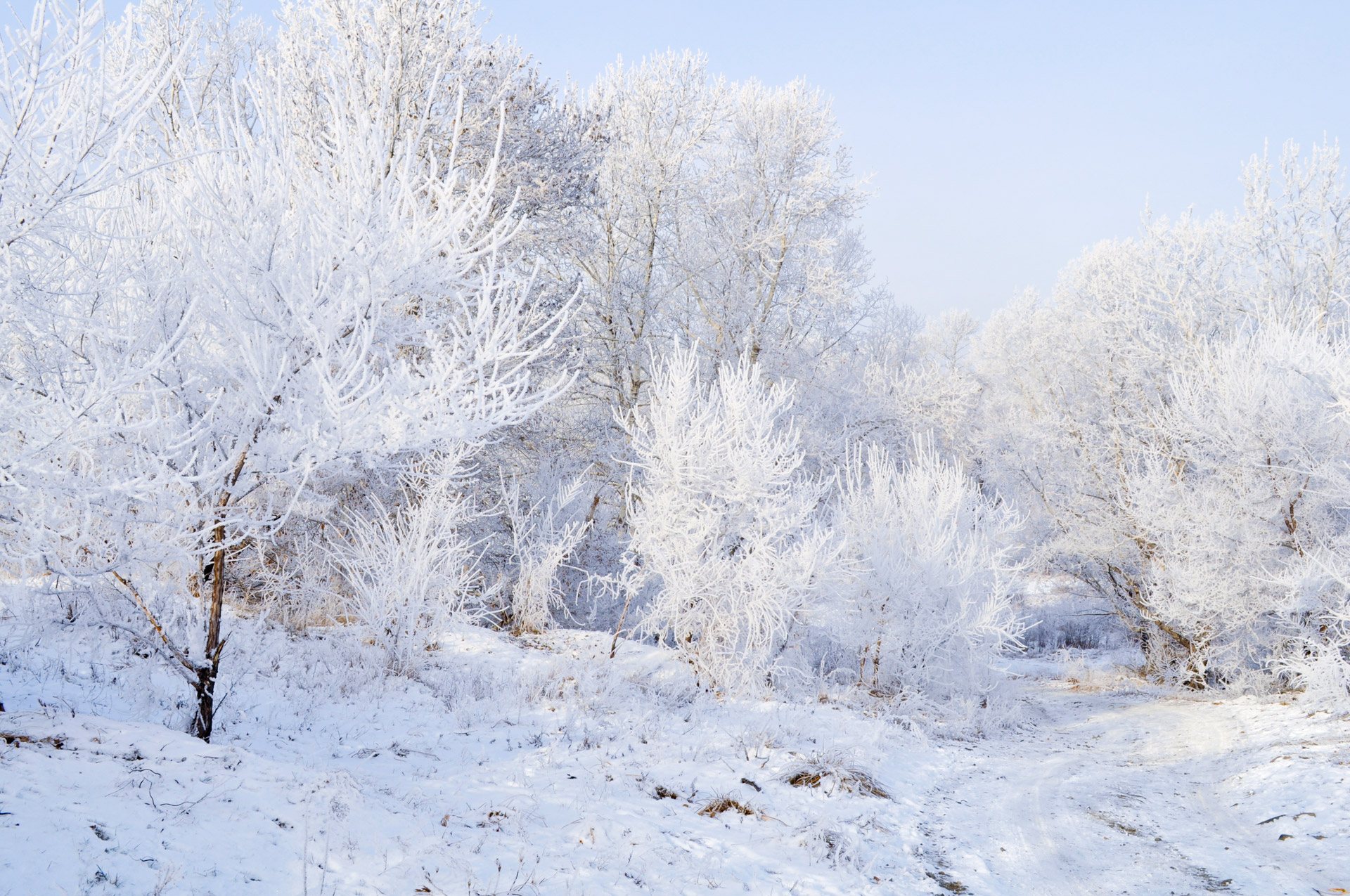 Free Winter Landscape Free Winter Landscape