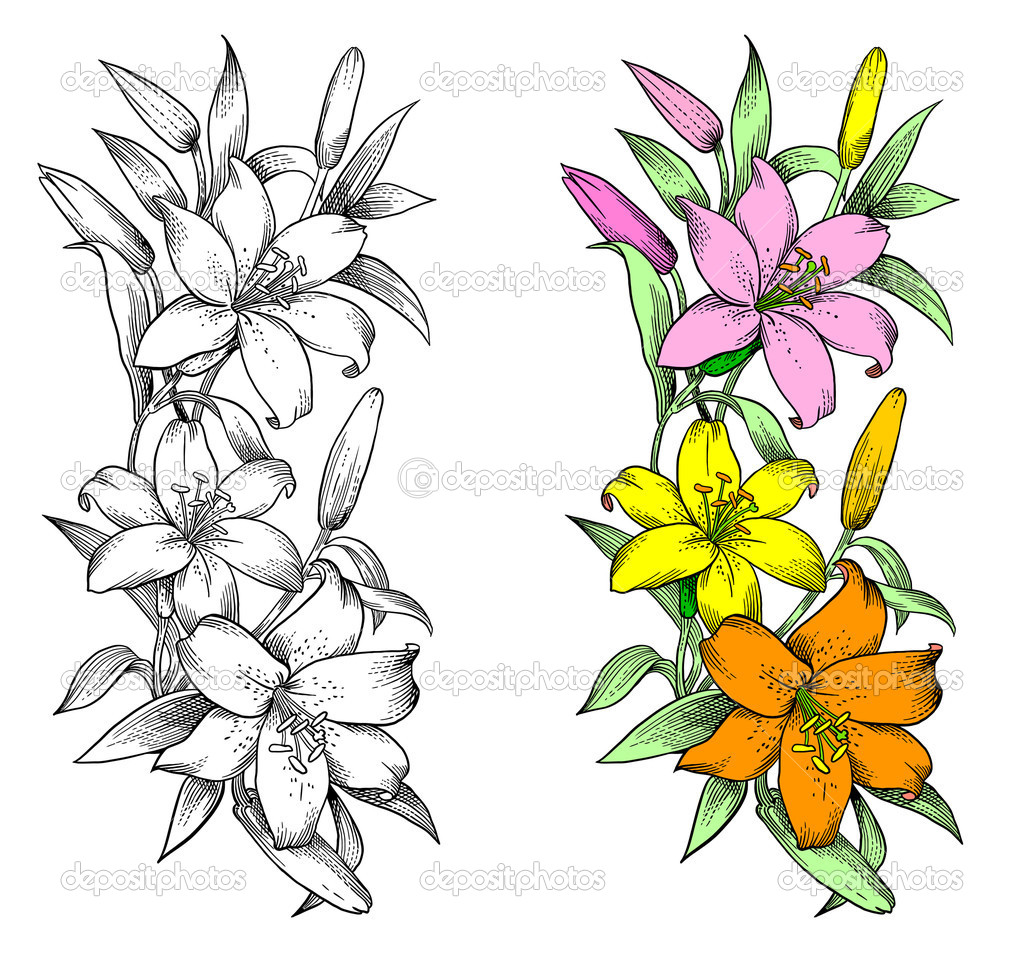 Lily Flower Vector