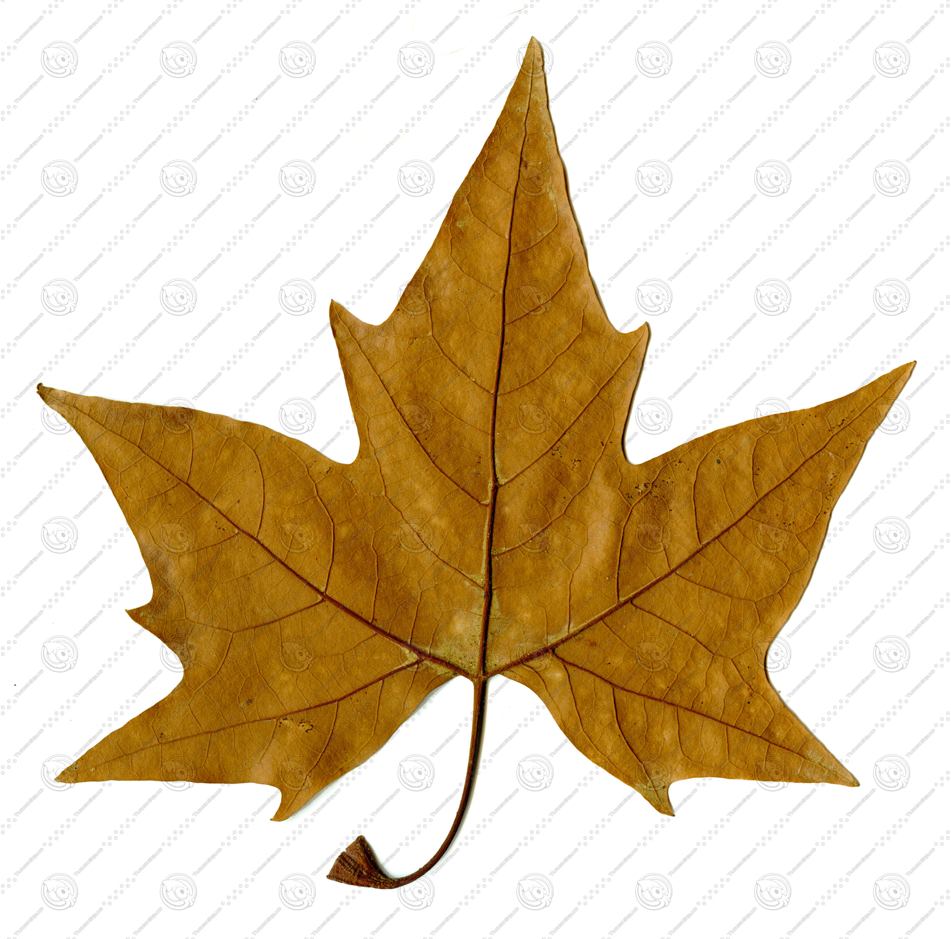 Maple Tree Leaves Texture