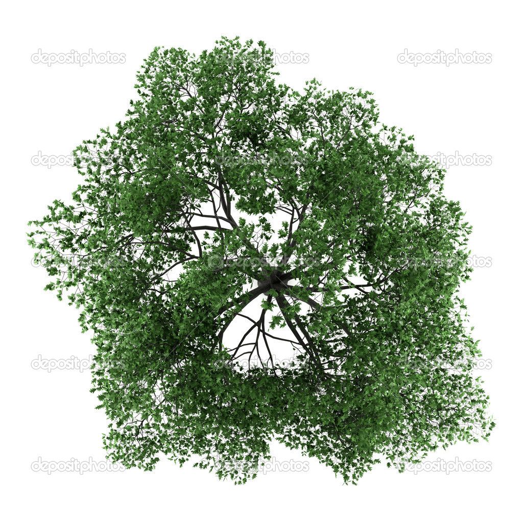 Oak Tree Top View Oak Tree Top View