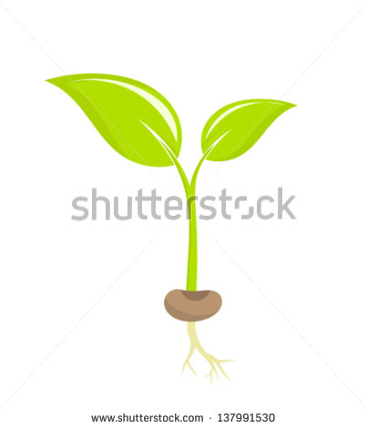 Seed to Plant Clip Art