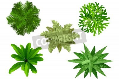 Vector Top View Trees Plans Vector Top View Trees Plans