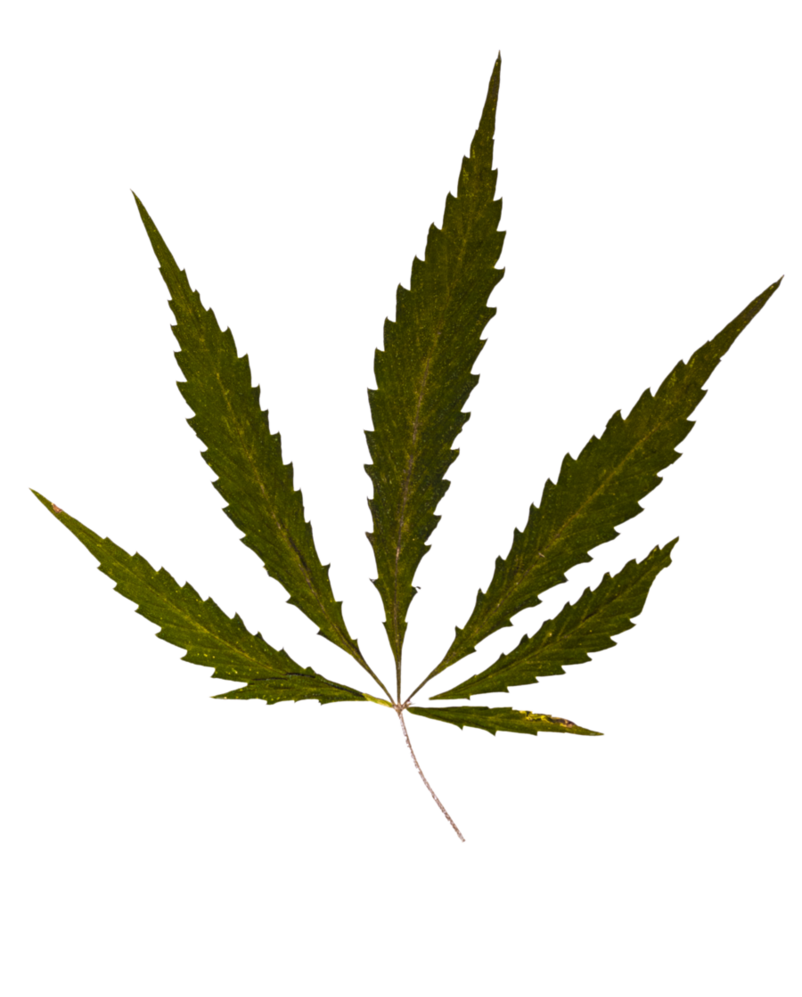 Weed Leaf Transparent Weed Leaf Transparent