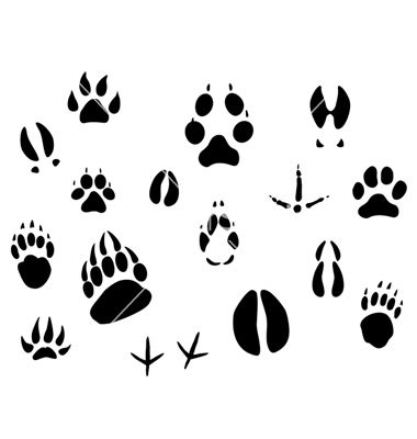 Animal Tracks Footprints