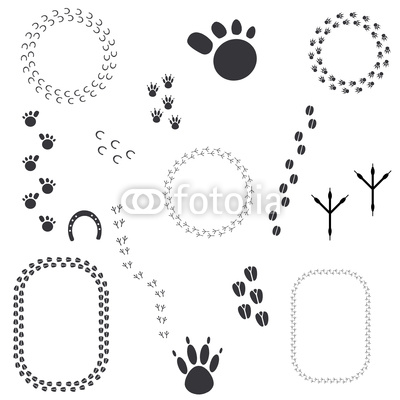 Animal Tracks Identification Animal Tracks Identification