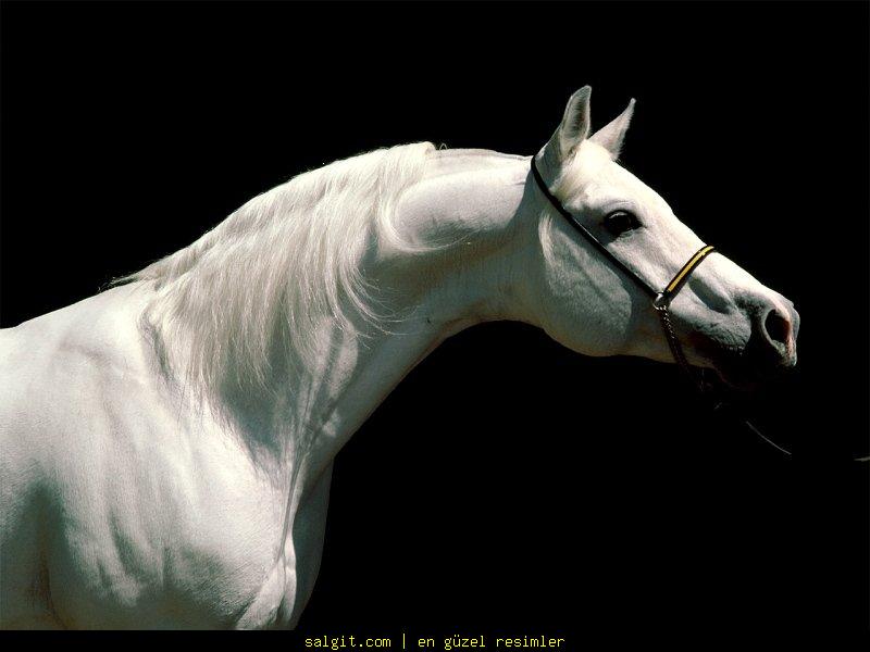 Beautiful White Arabian Horse