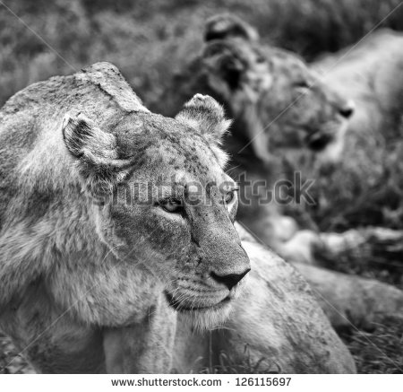 Black and White Photography Lion