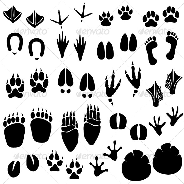 Different Animal Tracks Footprints