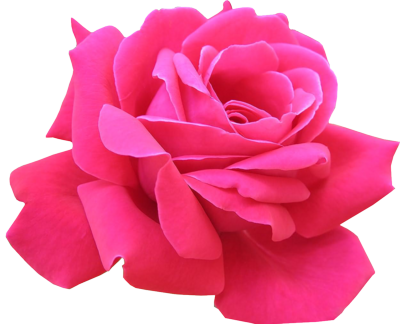 Pink Roses Flowers Pink Roses Flowers