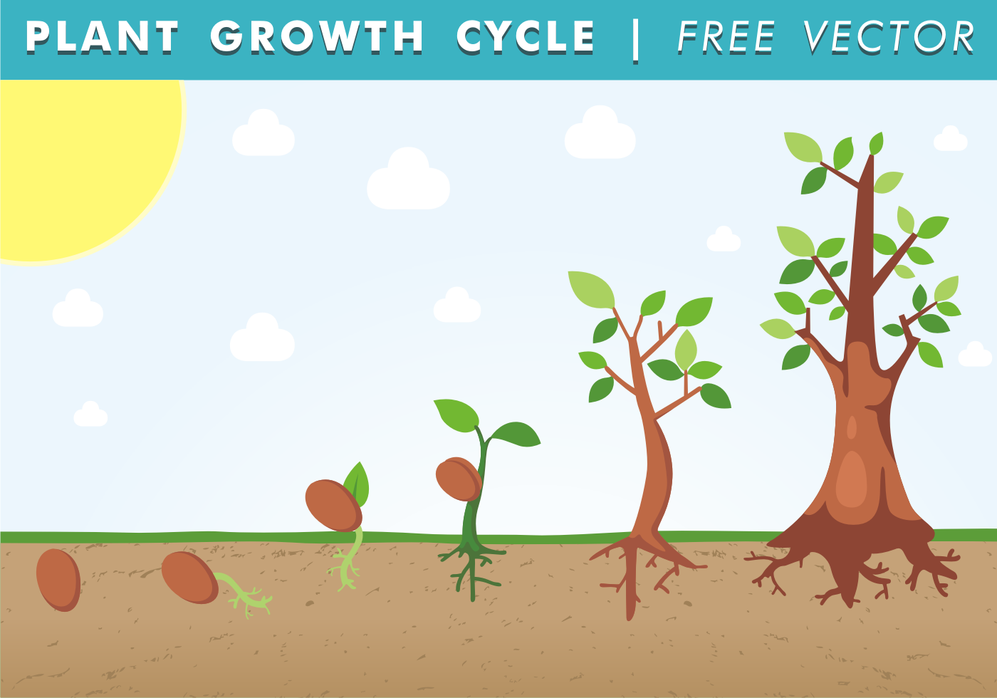 Plant Growth Cycle