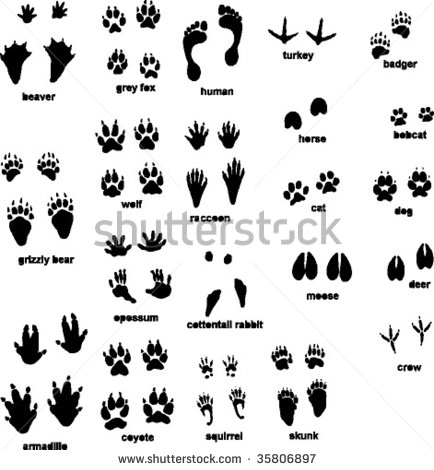 Printable Safari Animal Tracks