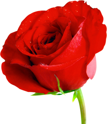 Red Rose PSD