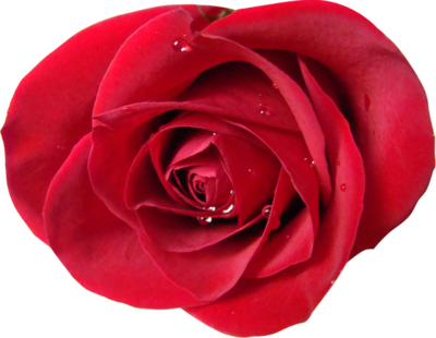 Red Rose PSD