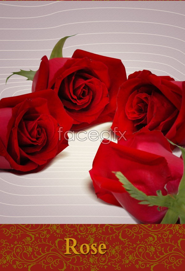 Red Rose PSD