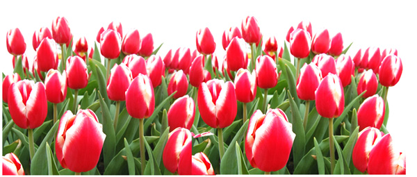 Tulip Flower Template Tulip Flower Template