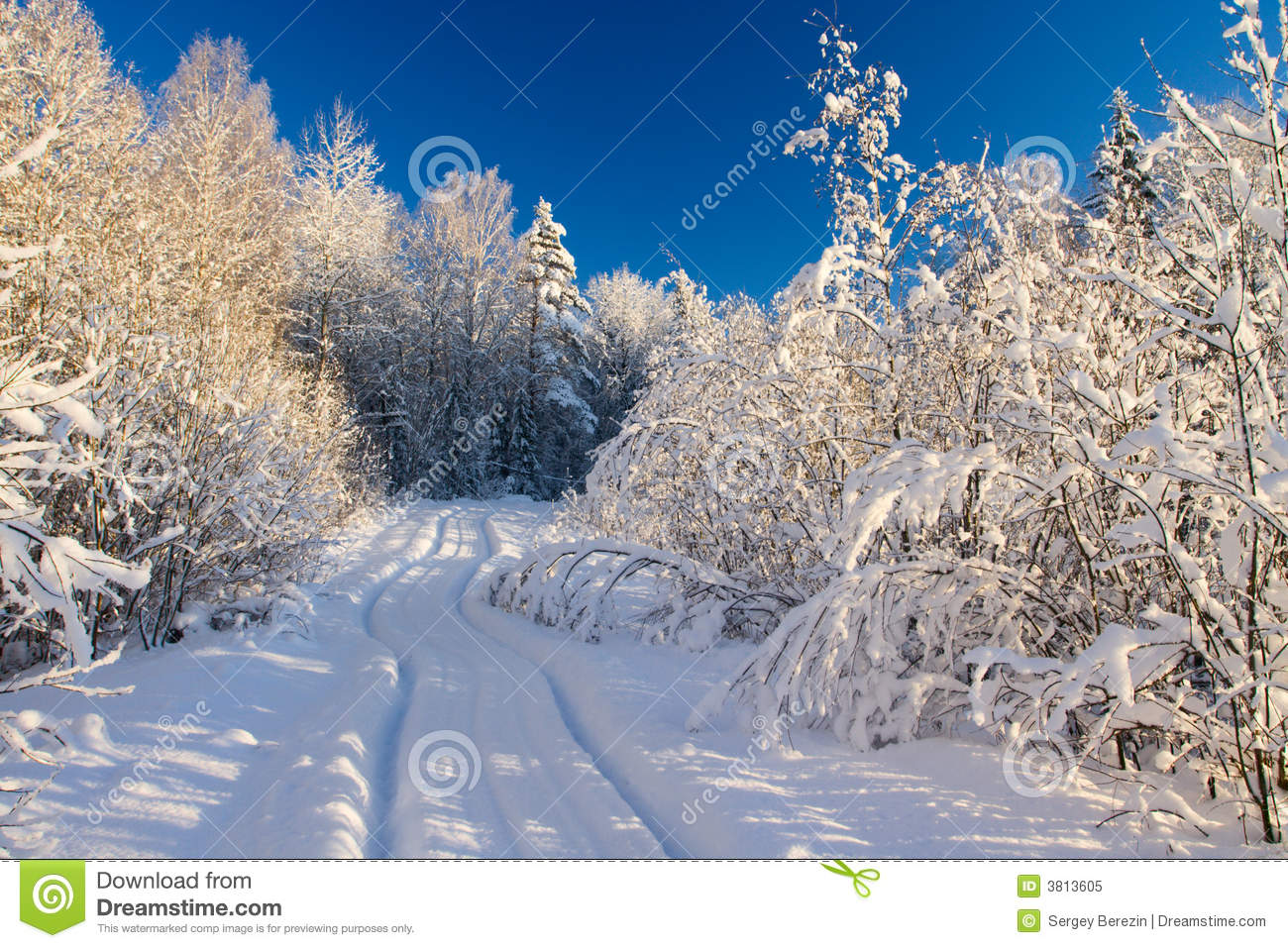 Winter Woods Landscape