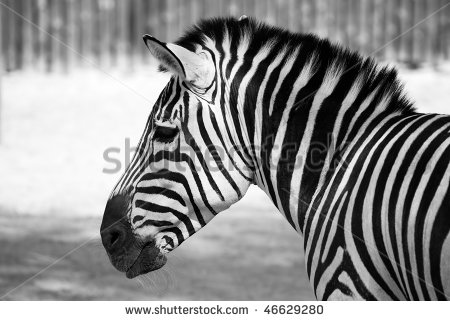 Zebra Black and White Portrait