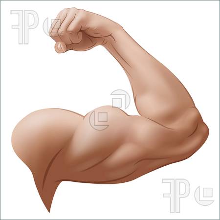 Arm Muscles Man Clip Art