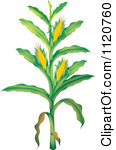 Cartoon Corn Stalk Clip Art Free