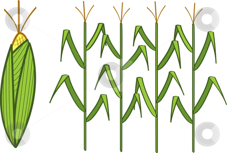 Corn Stalk Clip Art