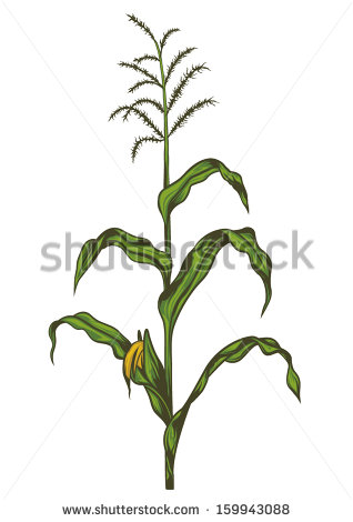 Corn Stalk Vector