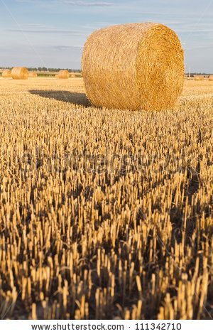 Corn Stalks and Hay