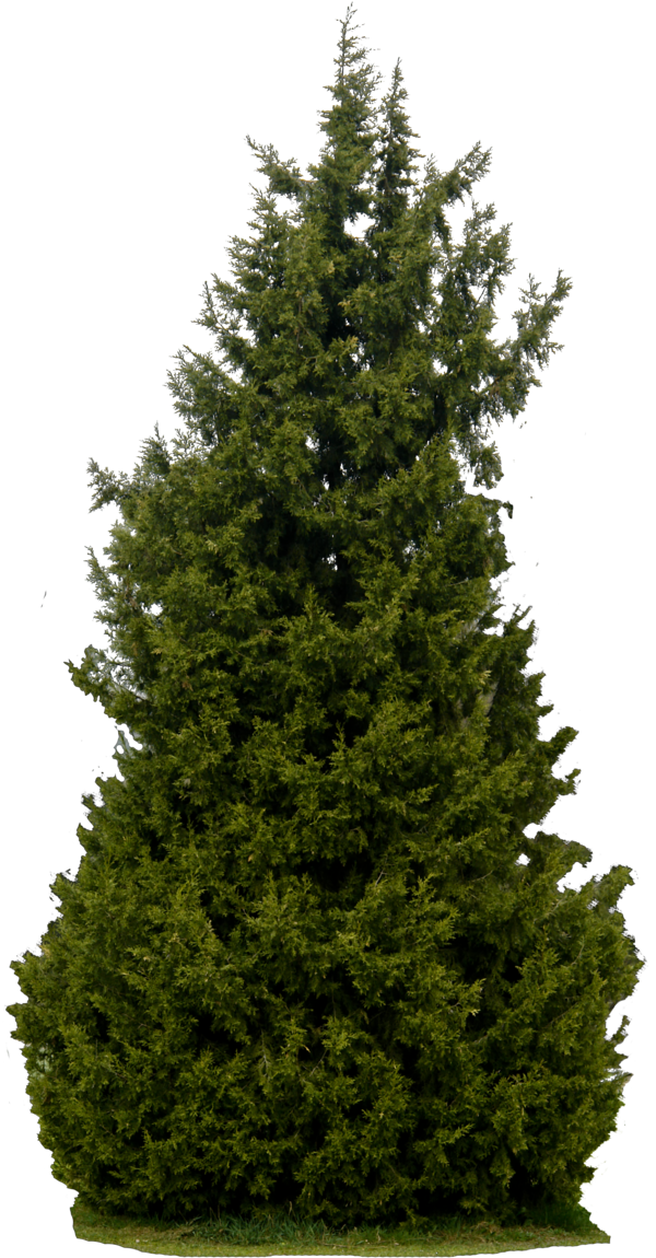 deviantART Tree PNG