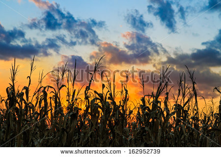 Fall Harvest Field Sunset